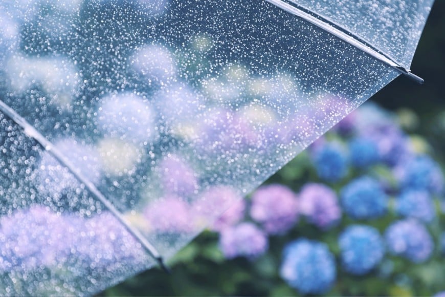 紫陽花　梅雨　湿気対策　家づくり　調湿効果　住まいづくり　雨　傘